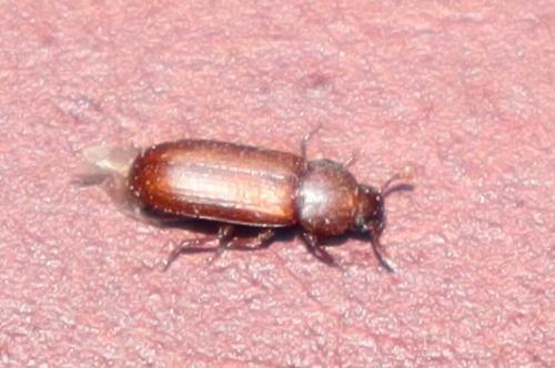 Réf. 308 101 : Tribolium sp.