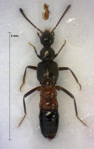 Réf. 308 264 : Tachyusa balteata