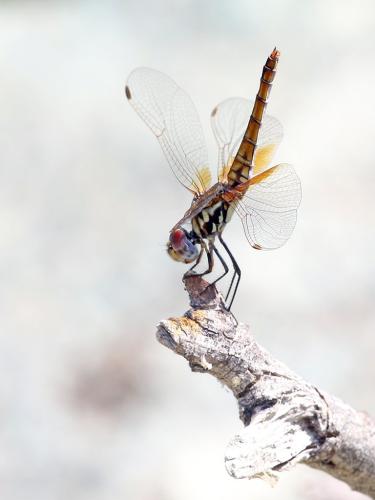 Réf. 308 685 : Trithemis annulata