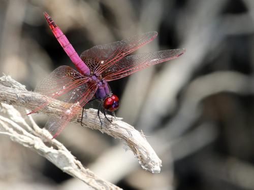 Trithemis annulata