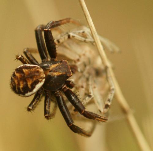 Réf. 308 979 : Xysticus sp.