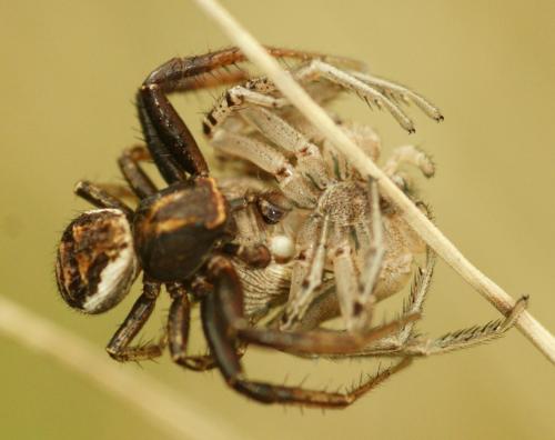 Xysticus sp.