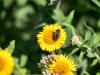 308136 – Photo : Danièle Tixier-Inrep – France (30)