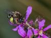 308334 – Photo : Danièle Tixier-Inrep – France (30)