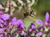 308335 – Photo : Danièle Tixier-Inrep – France (30)