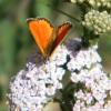 308553 – Photo : Philippe Fourtier – France (38)