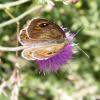 308747 – Photo : Philippe Fourtier – France (38)
