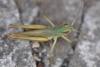 308326 – Photo : Christian Berquer – France (50)