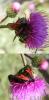 308010 – Photo : Philippe Fourtier – France (38)