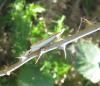 308503 – Photo : Alfredo Herrero – Espagne
