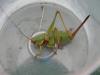 308241 – Photo : michèle hirigoyen – France (40)