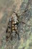 308533 – Photo : Bernard Saquet – Portugal