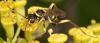 308323 – Photo : Paul Vignac – France (66)