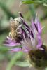 308087 – Photo : Olivier Pouvreau – France (17)