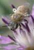 308084 – Photo : Olivier Pouvreau – France (17)