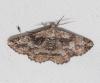 308072 – Photo : alain Roujas – France (31)