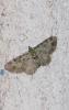 308003 – Photo : alain Roujas – France (31)