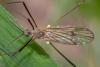 308004 – Photo : Chantal GAULIER – France (88)