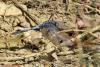 Orthetrum sp.