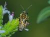 308303 – Photo : Florian ALONSO – France (21)