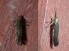 Coleophora sp.