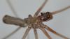 308092 – Photo : Christian Berquer – France (50)
