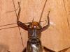 308520 – Photo : Syrphus – France (07)