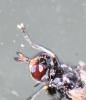 Thecophora sp.