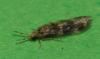 308254 – Photo : Denis Poirier – France (74)