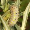 308670 – Photo : Vincent Derreumaux – France (84)