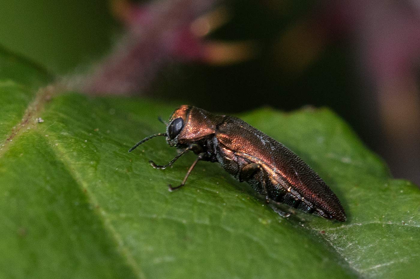 Pierre Duhem - Agrilus (Sinuatiagrilus) sinuatus - réf. 308776 (1400 x 933 pixels, 127 ko)