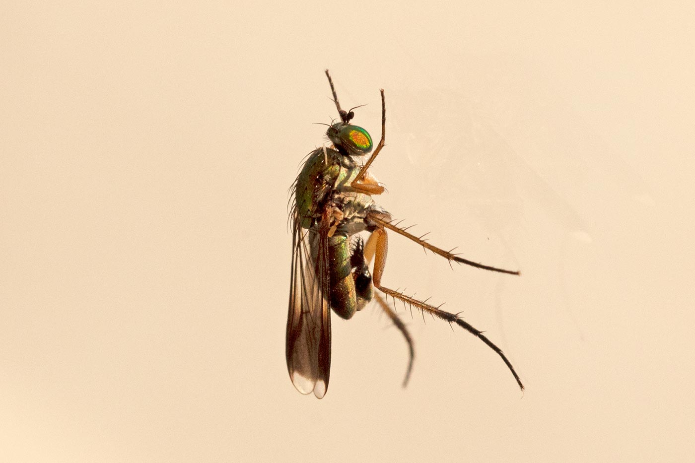 Pierre Duhem - Poecilobothrus nobilitatus - réf. 308895 (1400 x 933 pixels, 90 ko)
