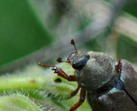 Oryctes - Hoplia (Hoplia) argentea - réf. 308034 (476 x 385 pixels, 194 ko)