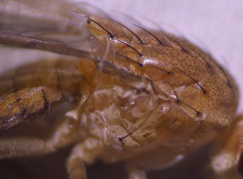 Suillia affinis