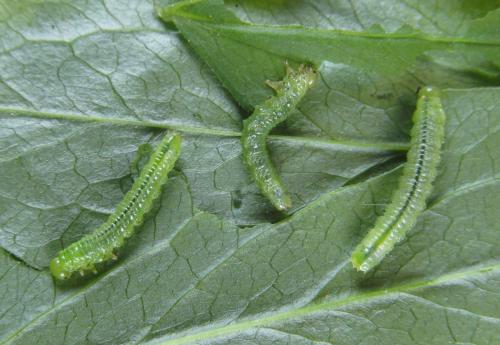 Aprosthema melanurum