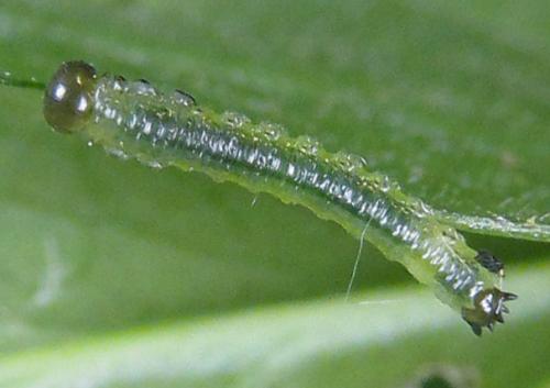 Aprosthema melanurum