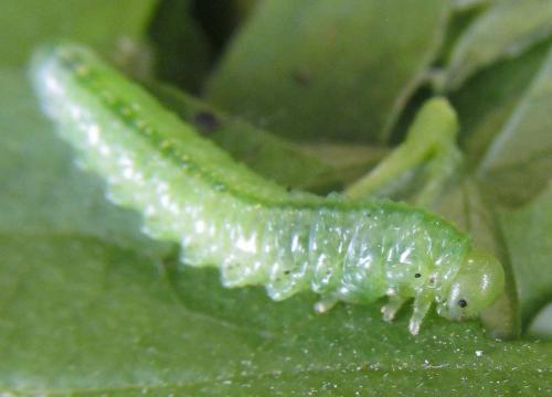 Réf. 309 984 : Aprosthema melanurum