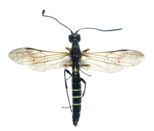 Calameuta filiformis