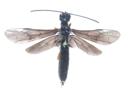 Cephus fumipennis