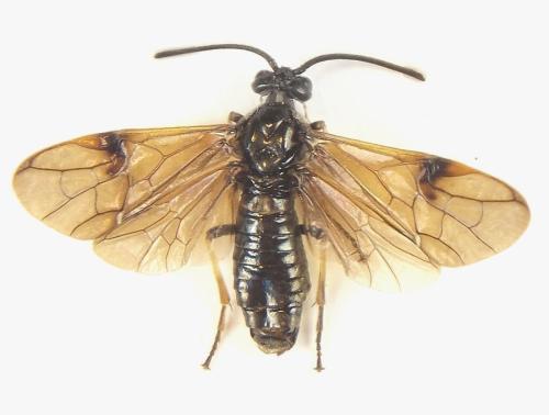 Réf. 309 260 : Arge ustulata