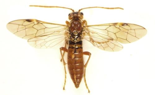 Réf. 309 490 : Tenthredopsis nassata