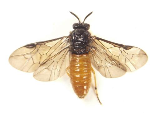 Réf. 309 905 : Aprosthema melanurum
