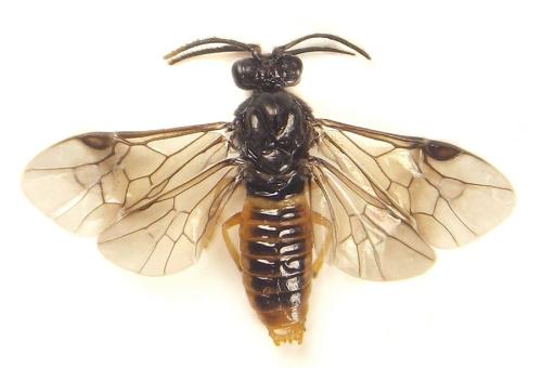 Aprosthema melanurum