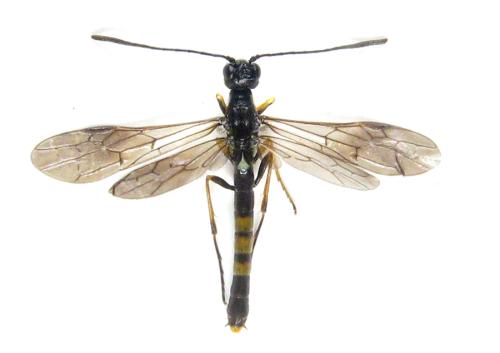 Calameuta pallipes