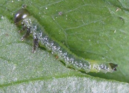 Aprosthema melanurum