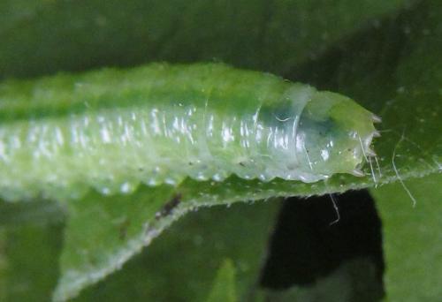 Aprosthema melanurum