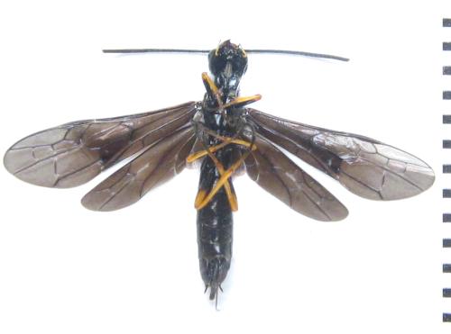 Cephus fumipennis