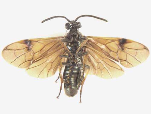 Réf. 309 261 : Arge ustulata