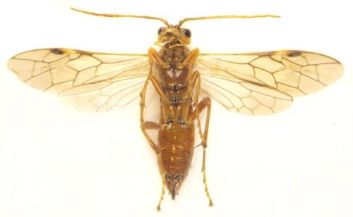 Tenthredopsis nassata