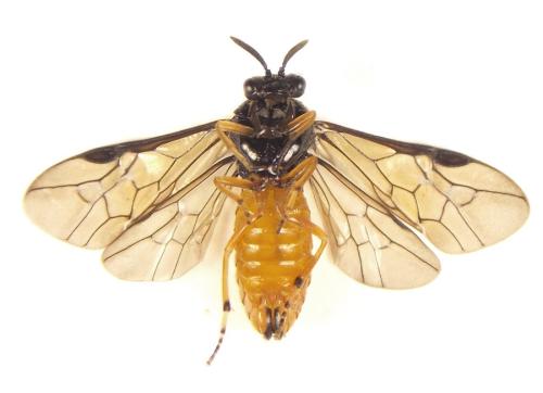 Aprosthema melanurum